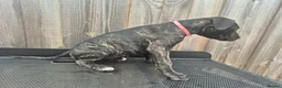 Presa Canario dogs for sale: Presa Canario Puppies ♥️  - Advert 10