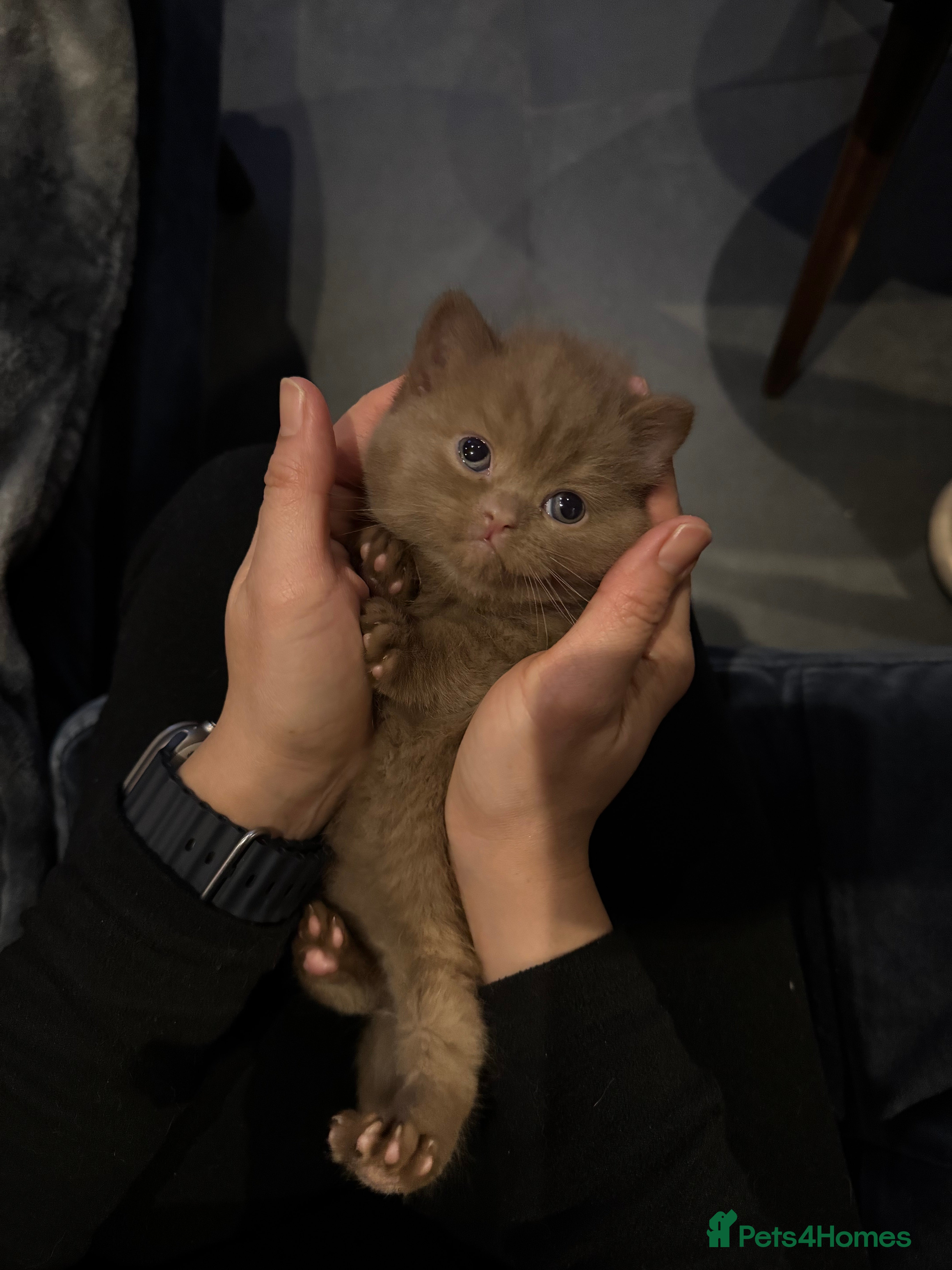 British Shorthair cats Cinnamon British shorthair kittens - Advert 11