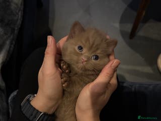 British Shorthair cats Cinnamon British shorthair kittens - Advert 11