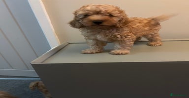 Cockapoo dogs - Advert 13