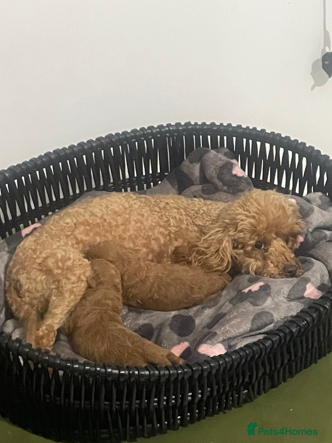 Toy Poodle dogs for sale: Red toy poodle  - Image 19