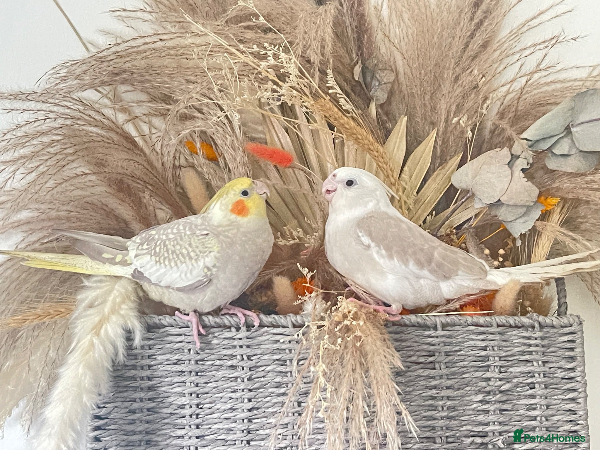 Cockatiels birds Semi Tamed Cockatiels Male and Female For Sale - Advert 1