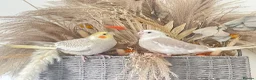 Cockatiels birds for sale: Semi Tamed Cockatiels Male and Female For Sale - Advert 1