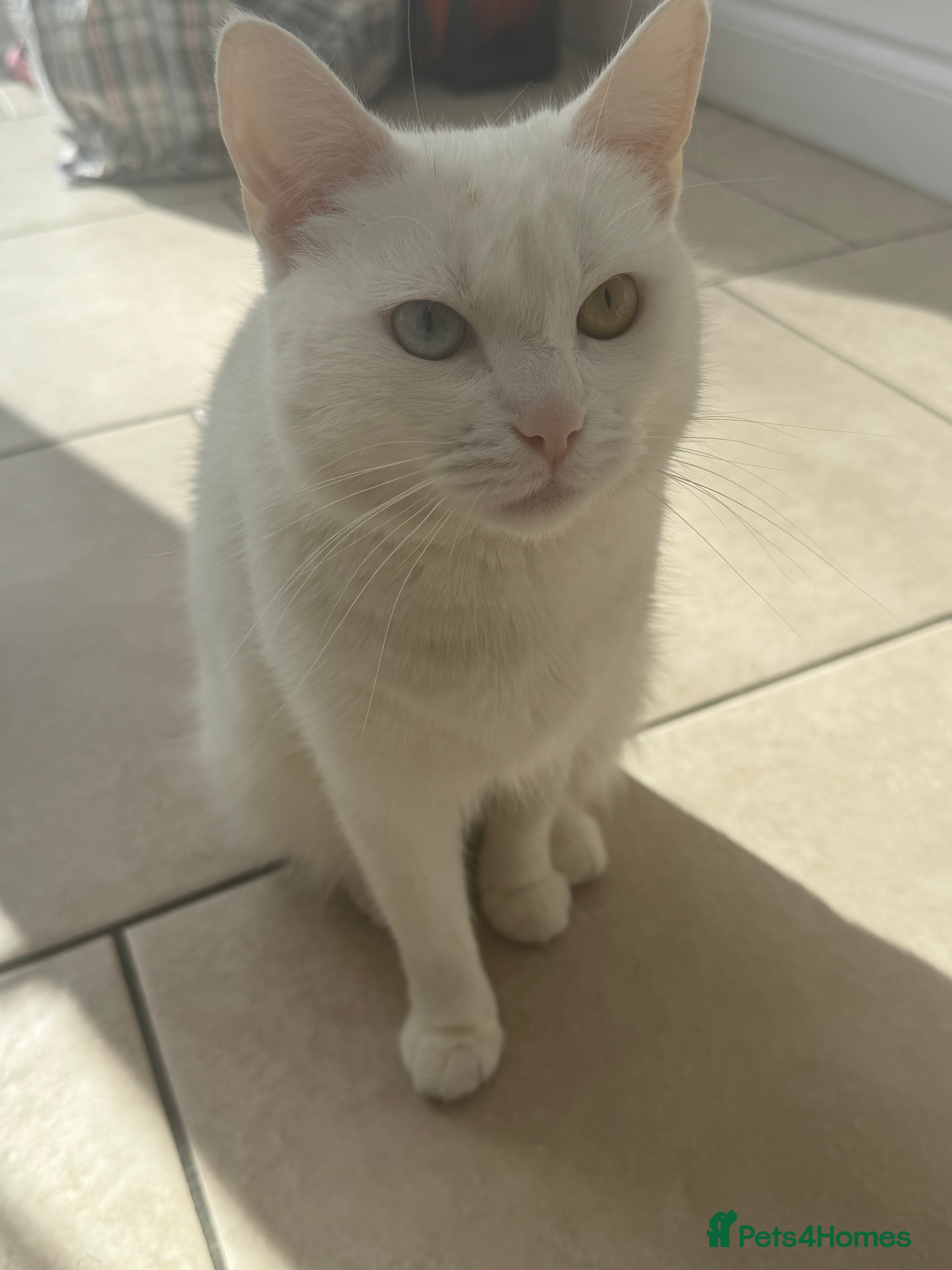 Mixed Breed cats Cute & Playful Kittens for Sale - Advert 2