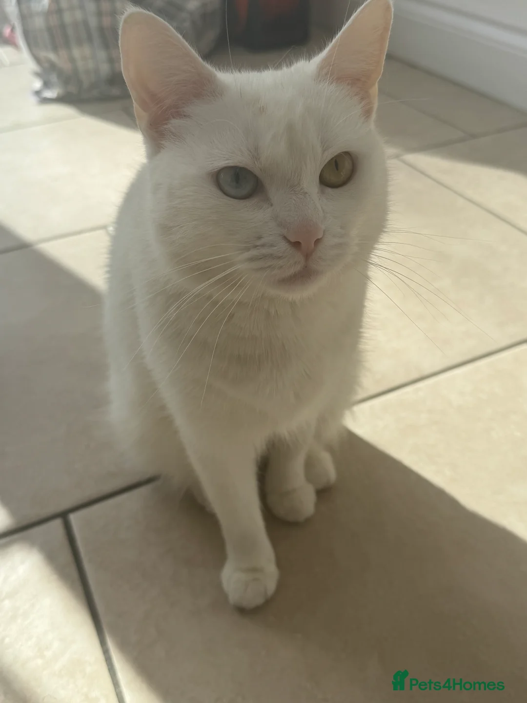 Mixed Breed cats for sale: Cute & Playful Kittens for Sale in Chigwell - Advert 1