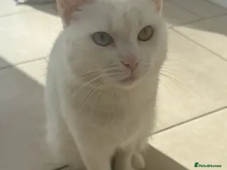 Mixed Breed cats Cute & Playful Kittens for Sale - Advert 2