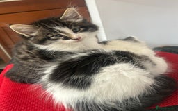 British Longhair cats for sale: Stunning friendly kittens - Image 24