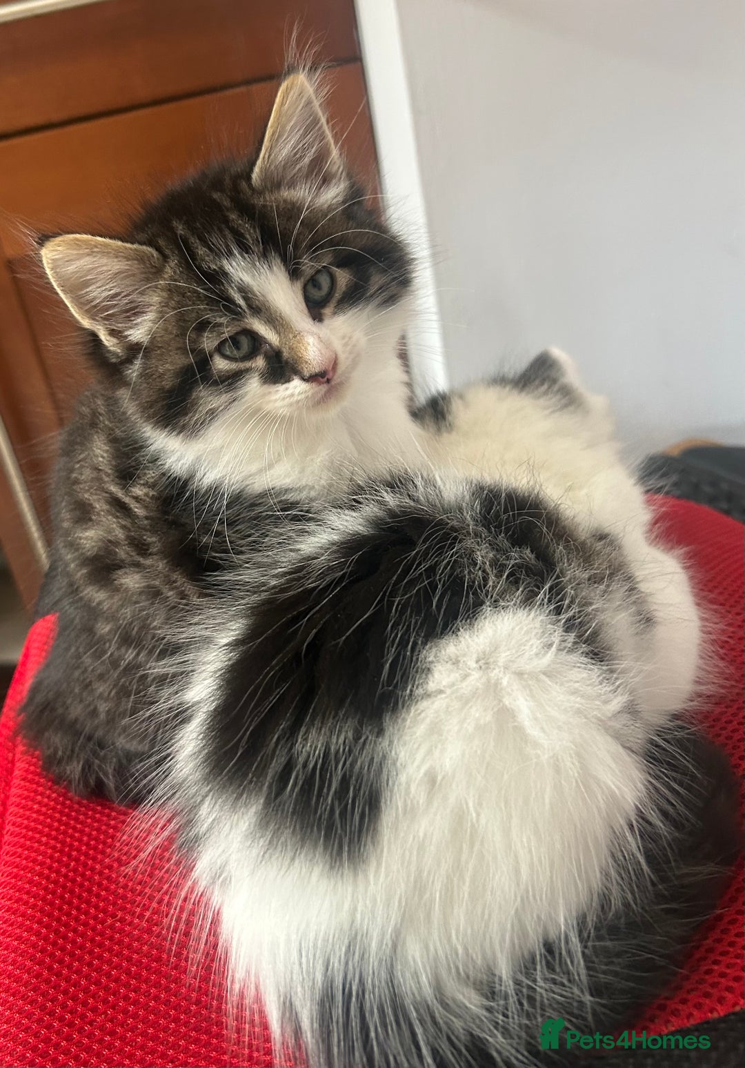 British Longhair cats for sale: Stunning friendly kittens - Image 24