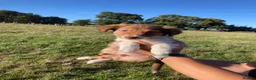 Welsh Collie dogs for sale: Welsh sheepdog puppies for sale  - Advert 9