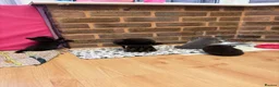 Mixed Breed cats for sale: 4 Girls for sale  - Advert 5