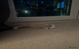 Mini Lion Lop rabbits for sale: 2 Mini Lops  - Image 8