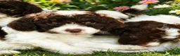 Cockapoo dogs for sale: Stunning Liver Roan Female Cockapoos Pups - Advert 2