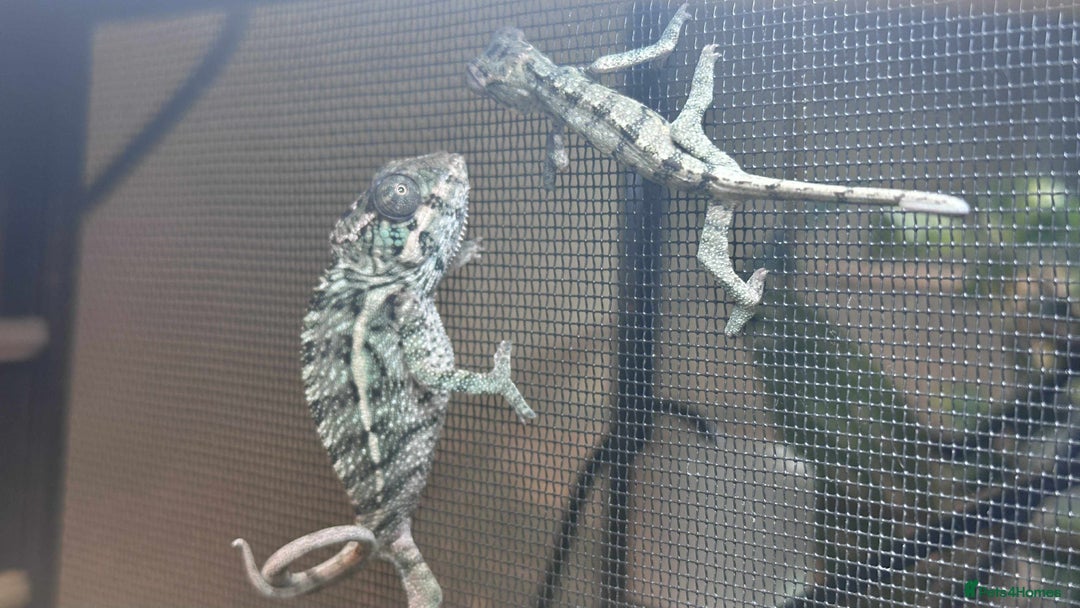 Chameleon reptiles for sale: Baby Ambilobe Panther Chameleons in Gravesend - Image 3