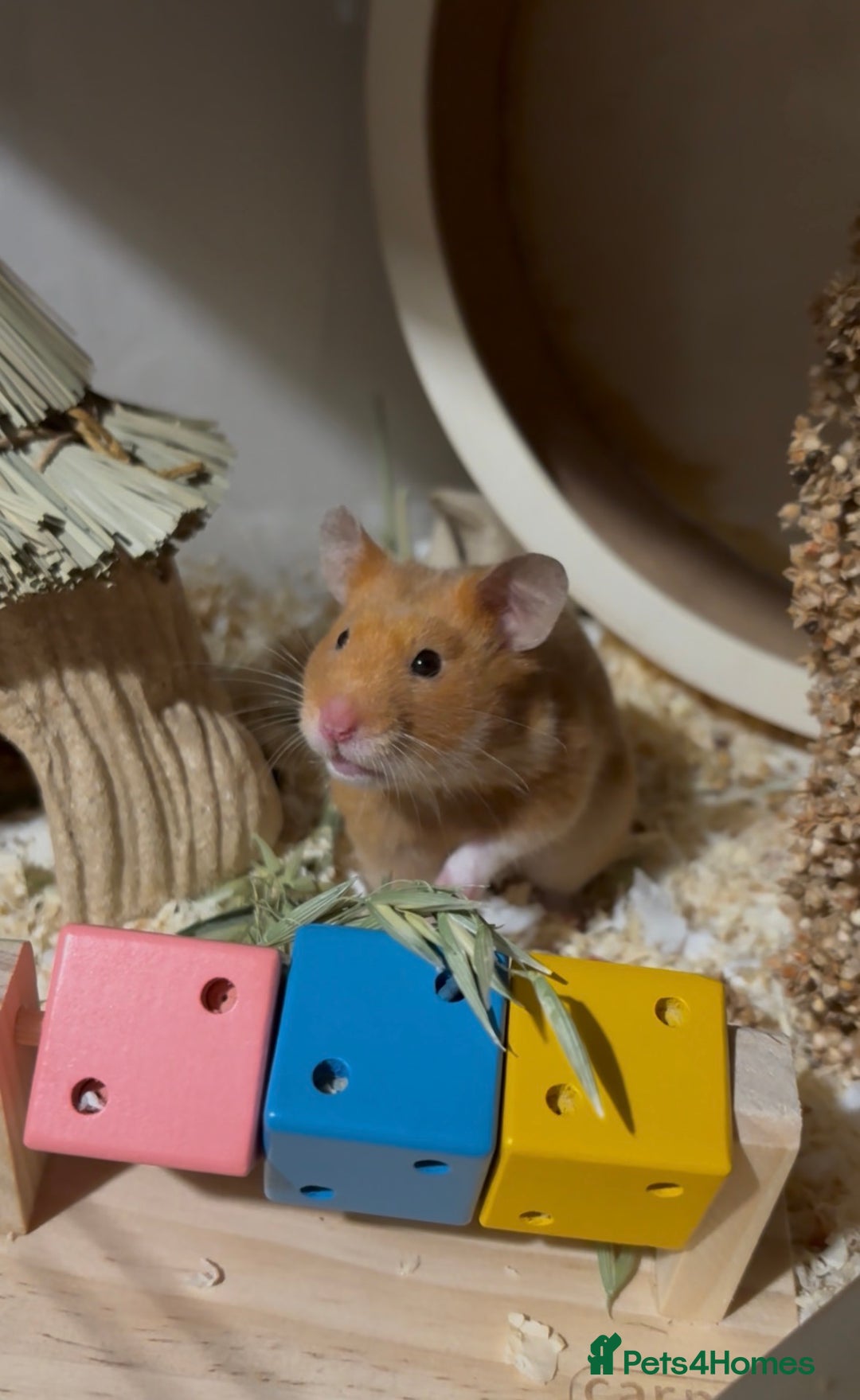 Hamster rodents for sale: female syrian hamster - Advert 2