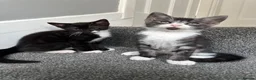 Mixed Breed cats for sale: Gorgeous Siblings Looking for Their Forever Homes - Advert 11