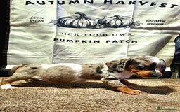 Dachshund dogs for sale: Beautiful miniature dachshunds for sale - Image 7