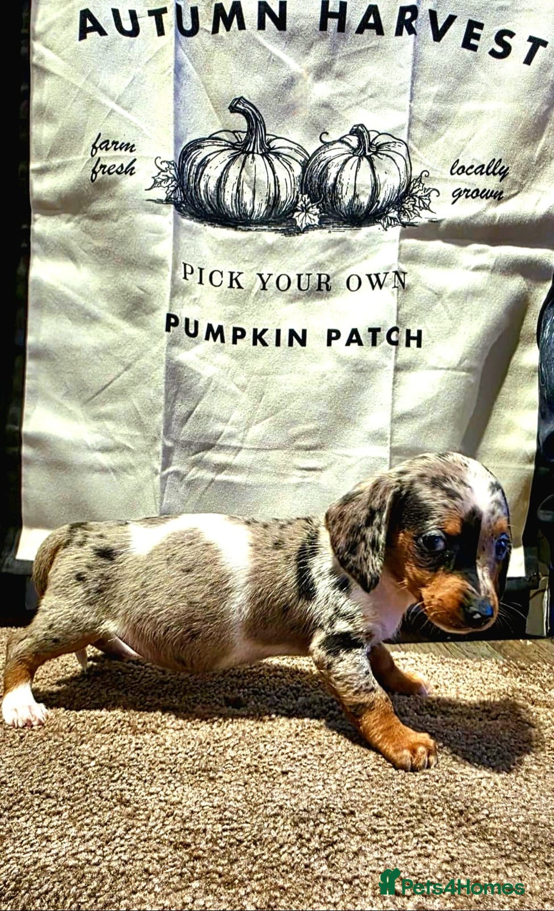 Dachshund dogs for sale: Beautiful miniature dachshunds for sale - Image 7