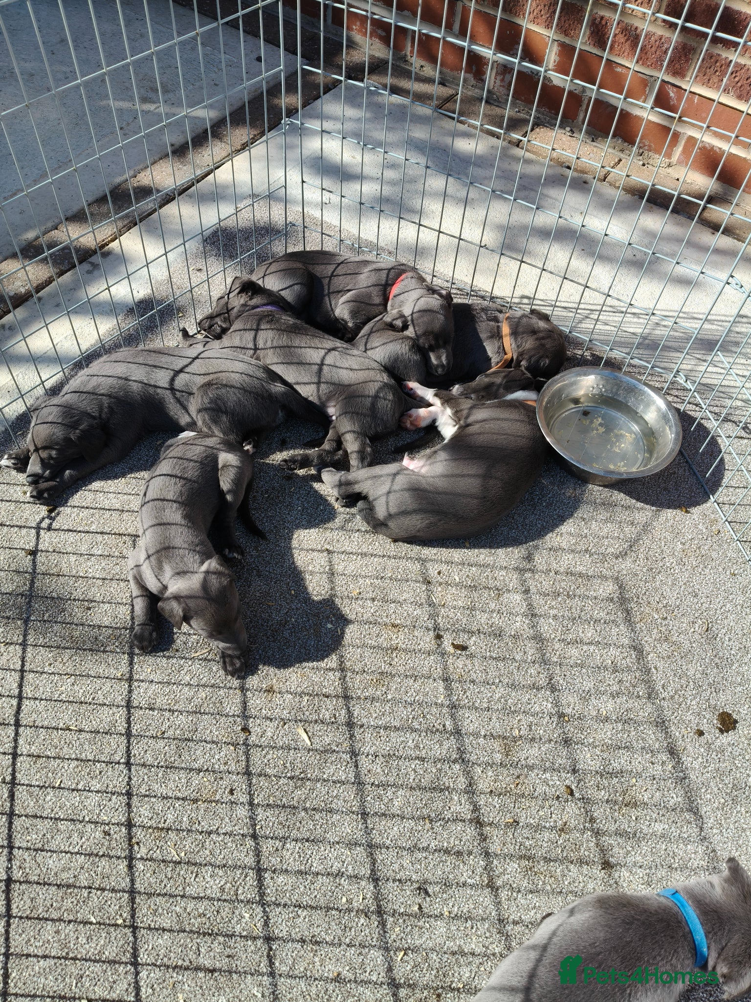 Whippet dogs Whippets - Advert 2