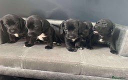 Mixed Breed dogs for sale: Docker puppy’s  - Image 1