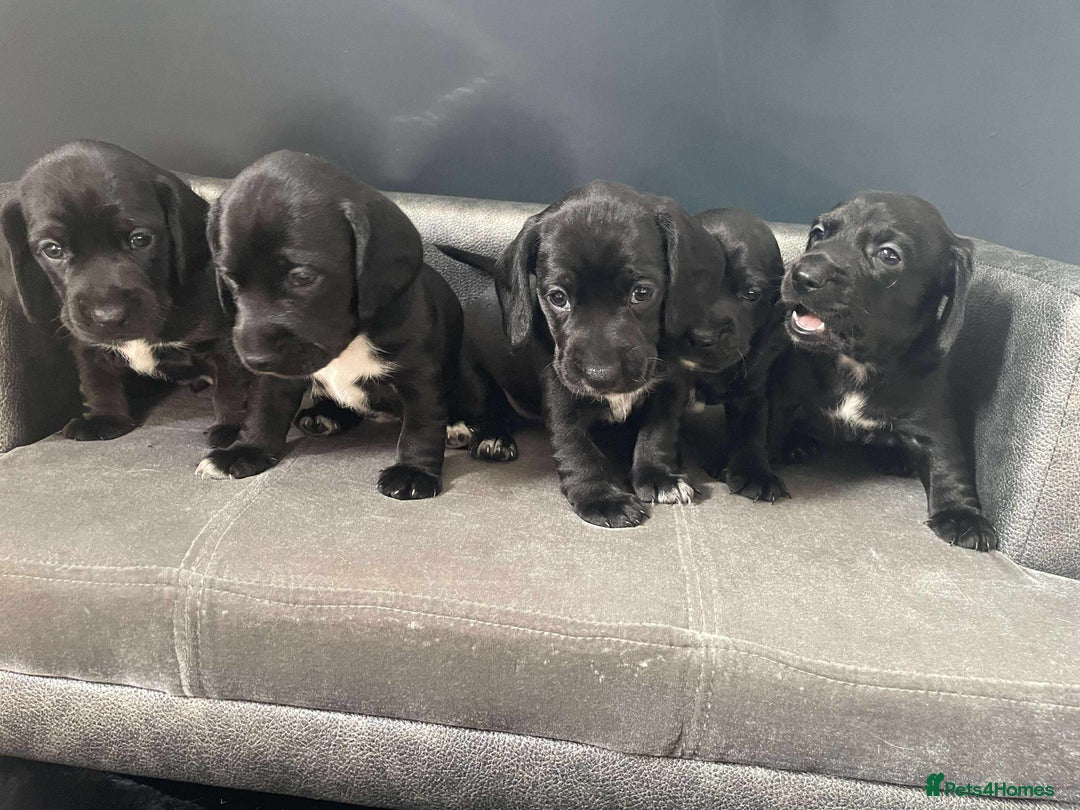 Mixed Breed dogs for sale: Docker puppy’s  - Image 1