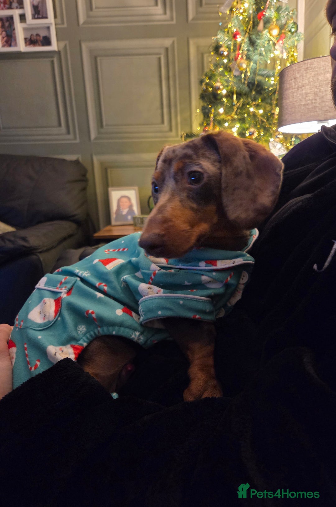 Miniature Dachshund dogs for sale: Miniture dachshund dapple - Advert 3