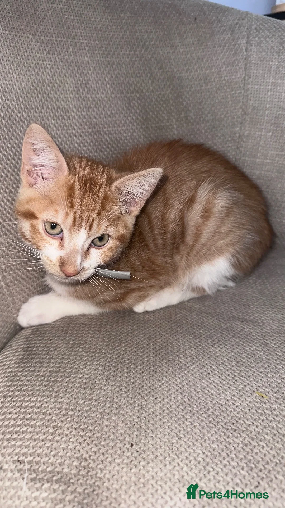 Domestic Shorthair cats for sale: 13 Week old male kitten - Advert 4