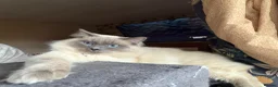 Ragdoll cats for sale: Loki updated  - Advert 10