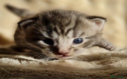 Maine Coon cats for sale: MAINE COONE KITTENS POLYDACTYL&NON POLYDACTYL   - Advert 35