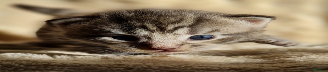 Polydactyl Male kitten 2 