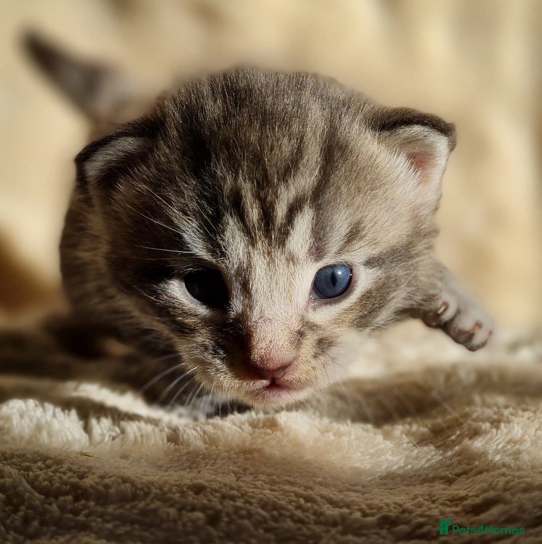 Maine Coon cats for sale: MAINE COONE KITTENS POLYDACTYL&NON POLYDACTYL   - Advert 35