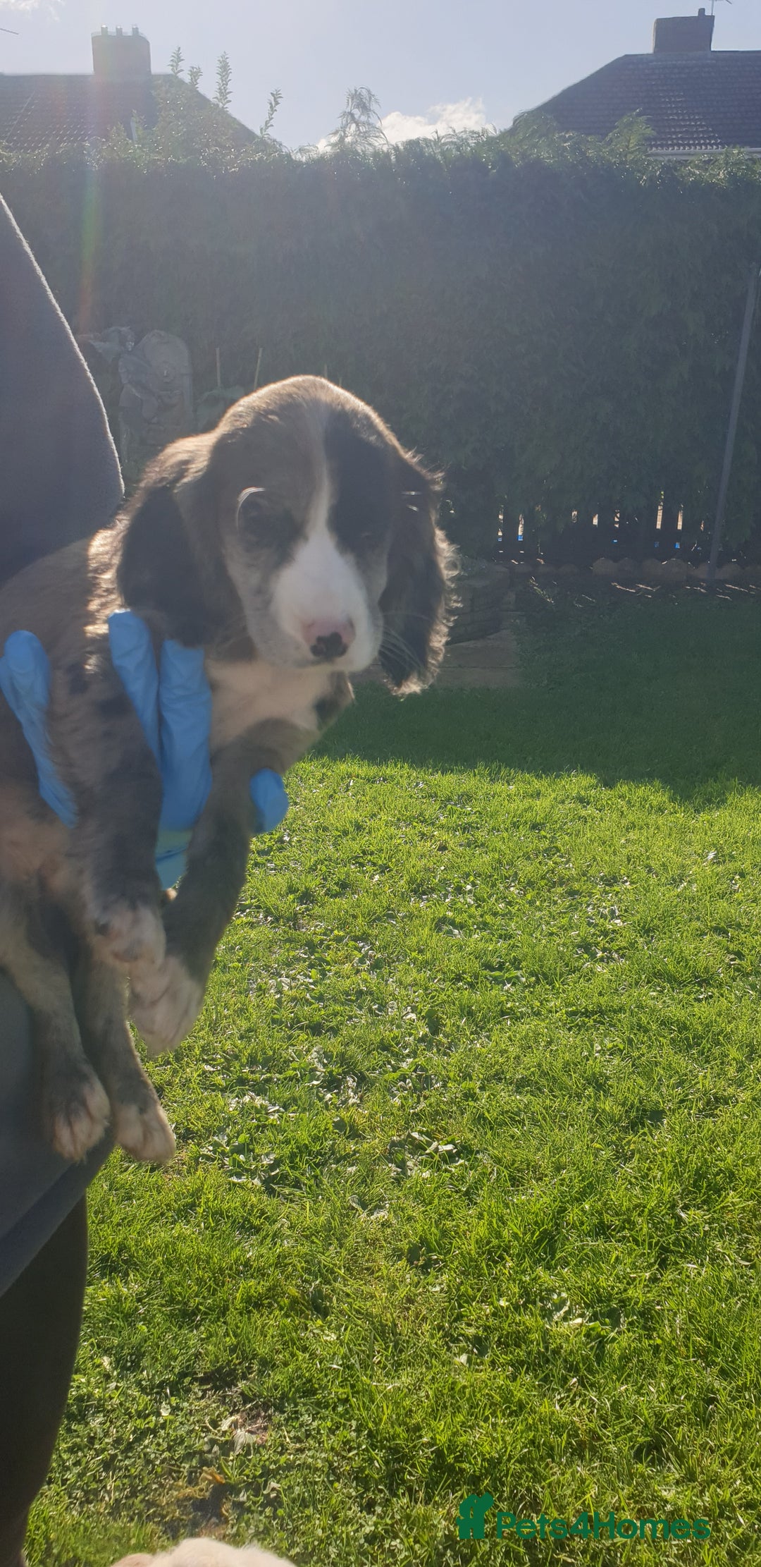 Cocker Spaniel dogs for sale: Cocker spaniel puppies  - Image 16