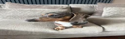 Miniature Dachshund dogs for stud: Grey Dapple Stub available  in Burton-on-Trent - Advert 3