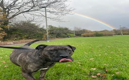 Presa Canario dogs for sale: 5 year old female presa canario  - Image 4