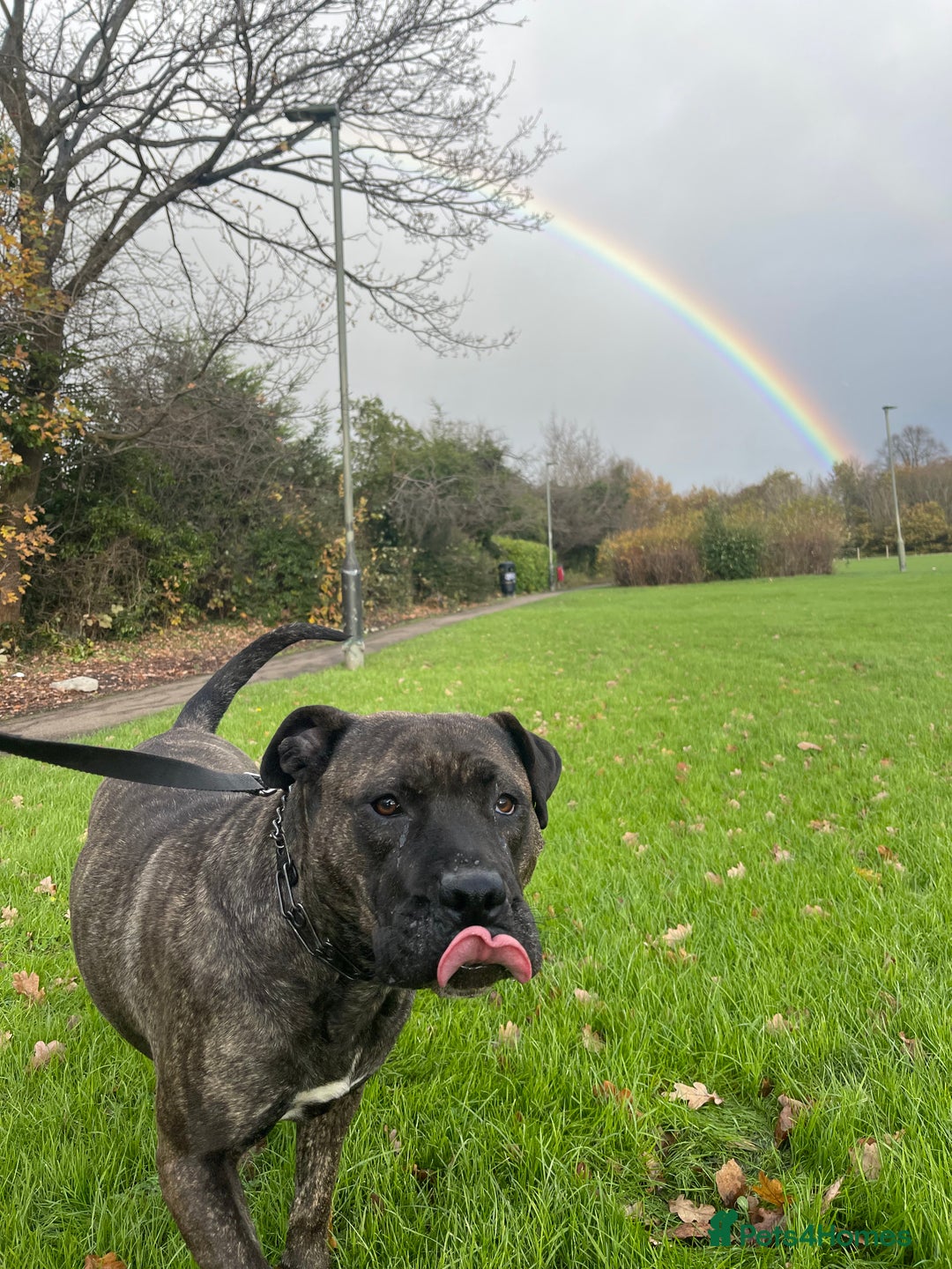 Presa Canario dogs for sale: 5 year old female presa canario  - Image 4