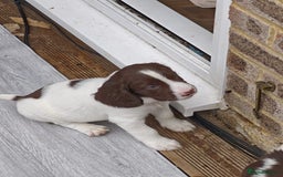 English Springer Spaniel dogs for sale: ESS girl puppies  - Image 14