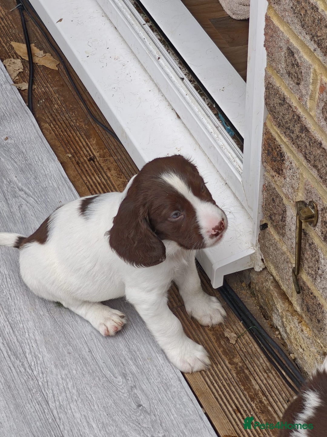 English Springer Spaniel dogs for sale: ESS girl puppies  - Image 14