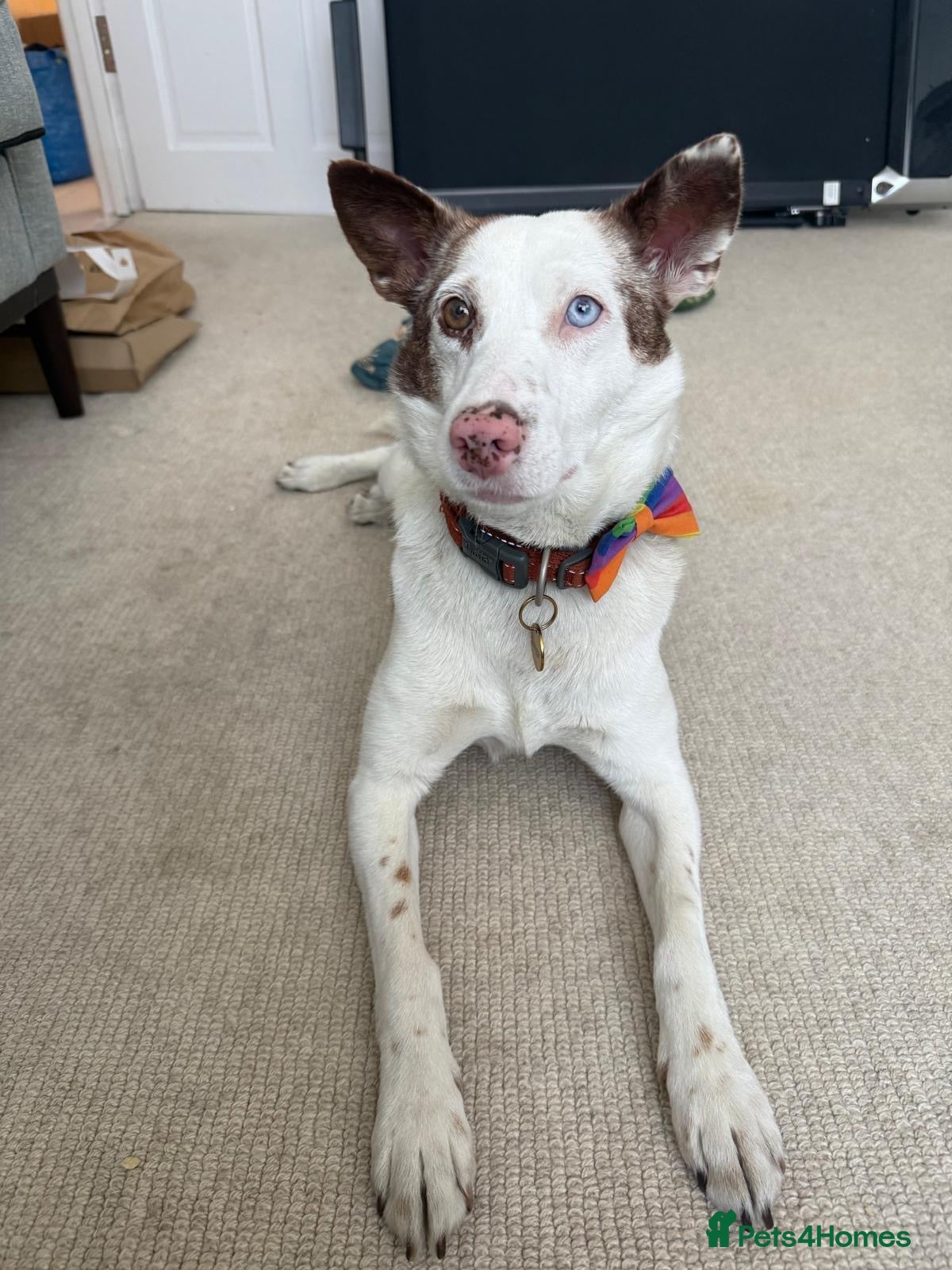 Mixed Breed dogs ❤️🐶 SAGA – PLEASE DON’T SCROLL.. - Advert 1