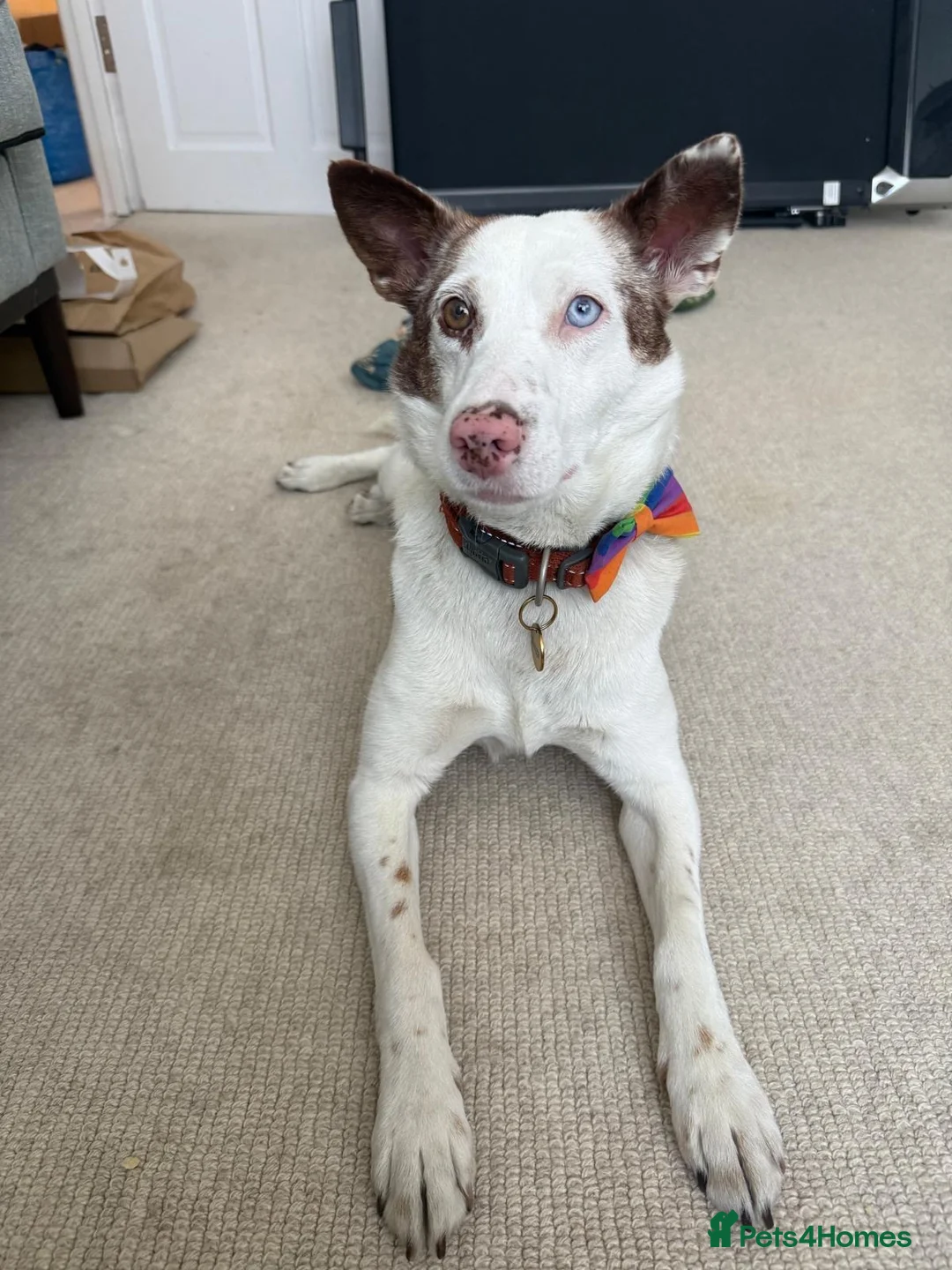 Mixed Breed dogs for adoption: ❤️🐶 SAGA – PLEASE DON’T SCROLL.. in Retford - Advert 1