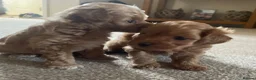 Maltipoo dogs for sale: 3 Stunning male  multipoo puppies in Chatteris - Advert 25