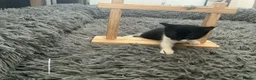 Mixed Breed cats for sale: Kitten x4 black and white - Advert 3