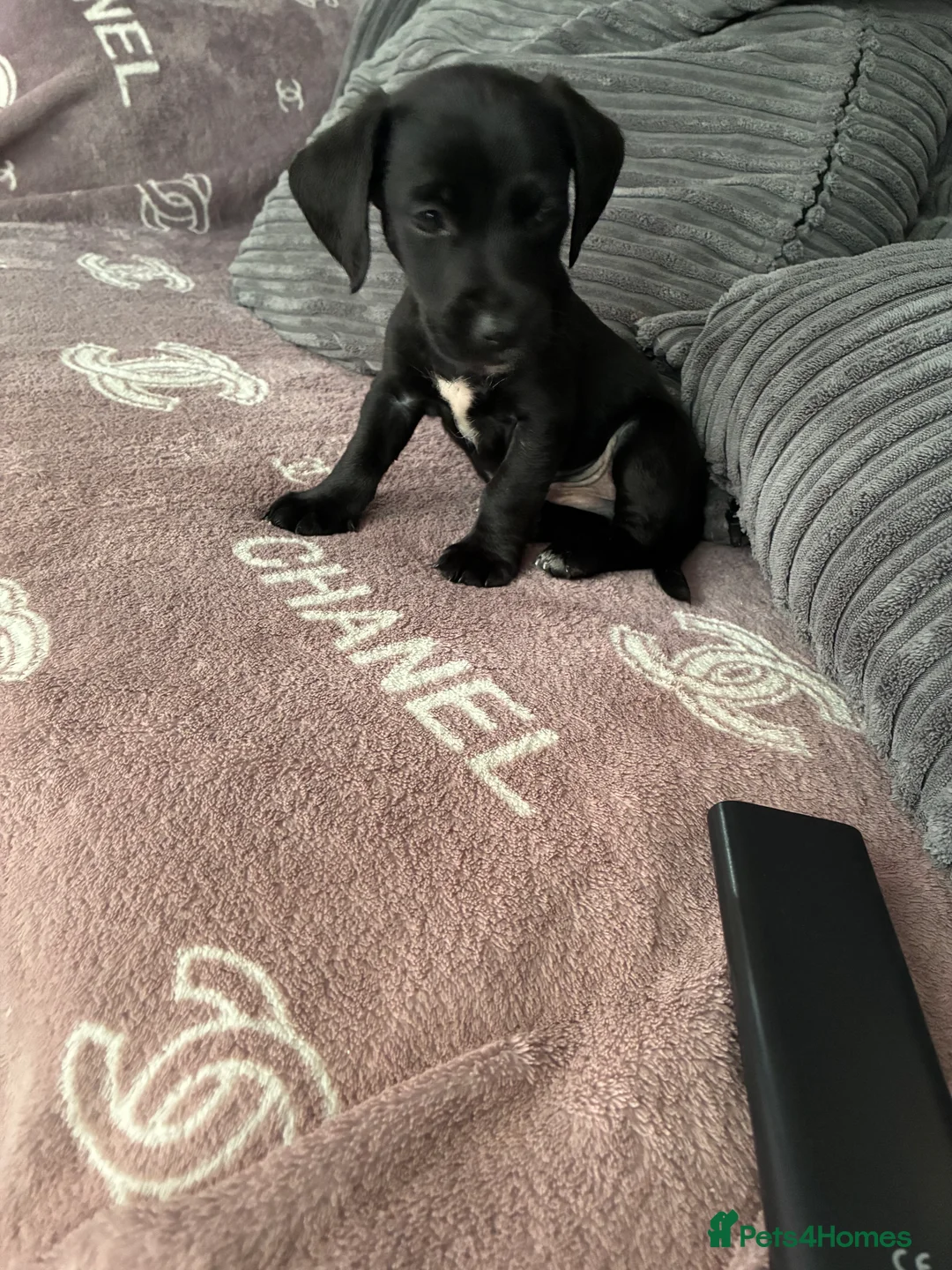 Mixed Breed dogs for sale: Jack Russel cross puppy boy - Advert 2