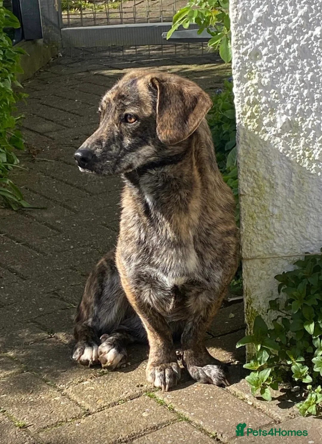 Mixed Breed dogs for adoption: Loving forever home needed for Indie - Advert 2