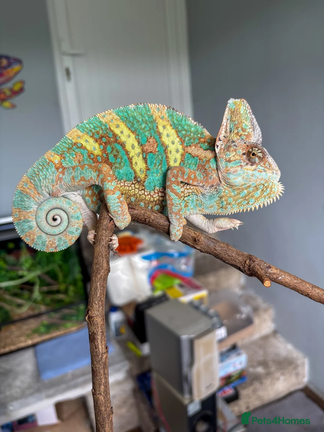 Chameleon reptiles for sale: Male Yemen Chameleon  - Advert 1