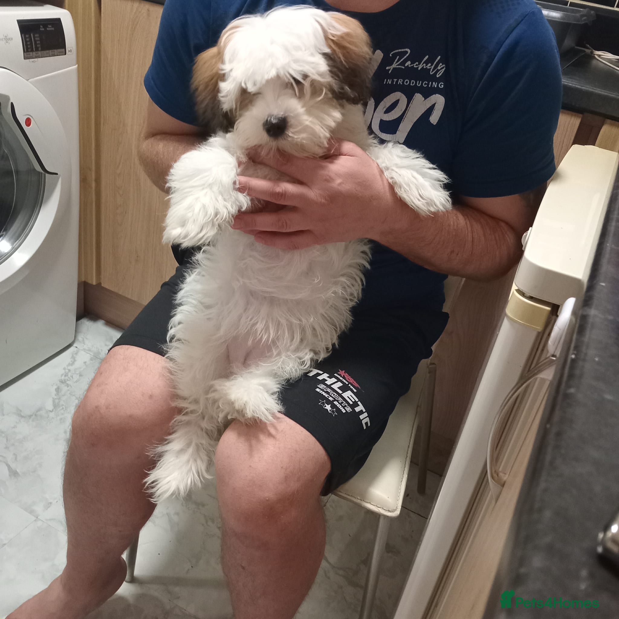 Malshi dogs Maltese and Malshi Female puppy  - Advert 3