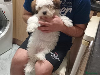 Malshi dogs Maltese and Malshi Female puppy - Advert 1