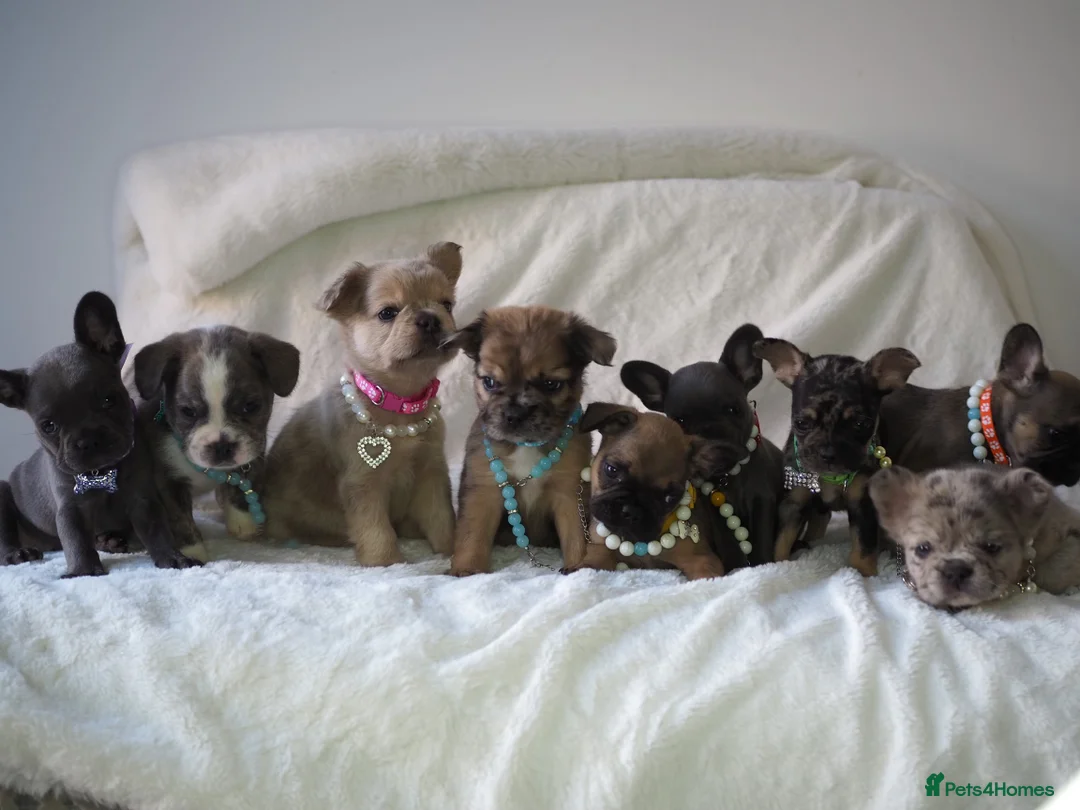 French Bulldog dogs for stud: STUD Full Fluffy Visual Merle £500 all in  in Liverpool - Advert 18