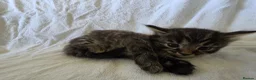 Persian cats for sale: Fluffy Perisan Kittens looking for Forever Homes in Edinburgh - Advert 6