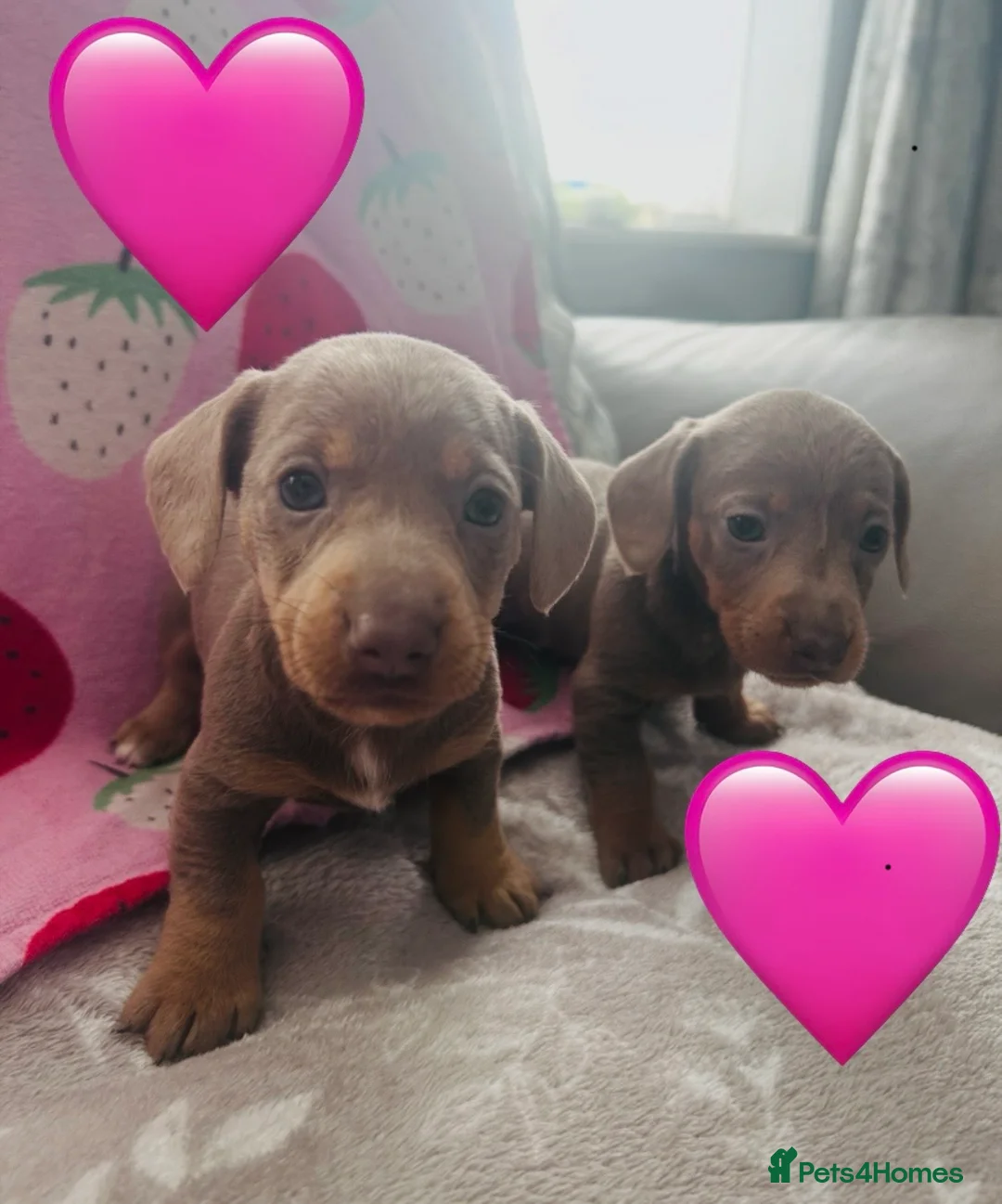 Miniature Dachshund dogs for sale: Miniature dachshunds 🩷🩵 - Advert 2