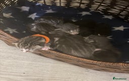 Maine Coon cats for sale: 7 beautiful kittens  - Image 3