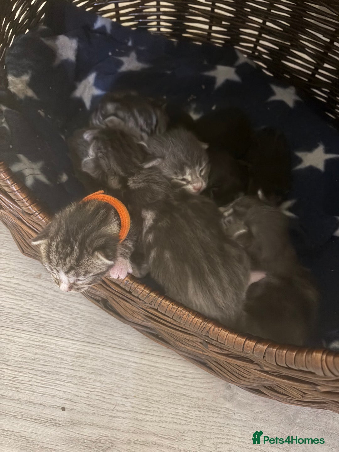 Maine Coon cats for sale: 7 beautiful kittens  - Image 3